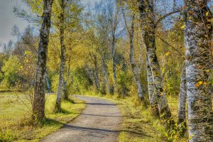 Bild von einem mit dem Rad befahrbaren Waldweg, Bild von Manfred Antranias Zimmer auf Pixabay